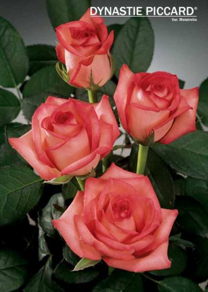 leroi_damour@msn.com